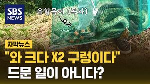 자막 뱀 출현