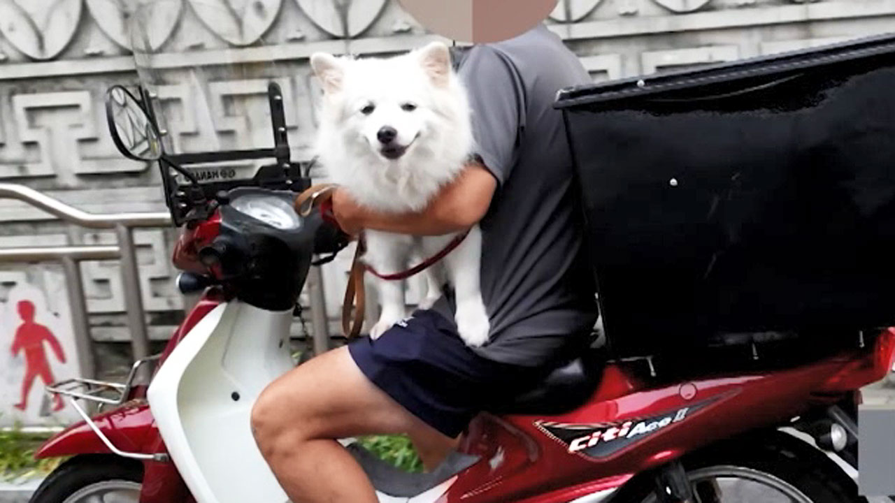 운전 시 반려동물 어디에?…몰랐다간 범칙금 냅니다