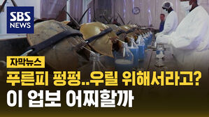 투구게