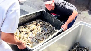 비상사태 선포까지?…이탈리아에선 왜 꽃게를 안 먹을까