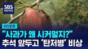 냉해, 장마, 폭염에 탄저병..사과 생산 반토막