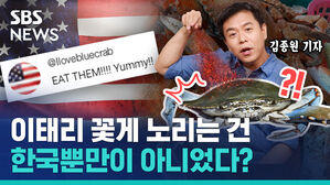 sbs news 김종원 기자 이태리 꽃게 노리는 건 한국뿐만이 아니었다?