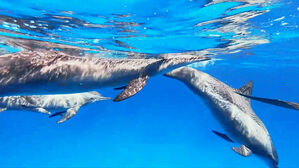 "오염수 방류로 기본권 침해"…법정 찾아간 제주 고래?