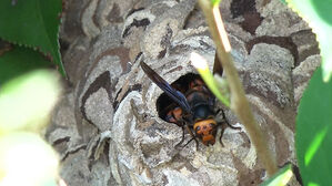[월드리포트] 마라톤 대회 취소까지…'말벌 습격' 비상 걸린 일본