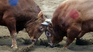 청도 소싸움 '동물학대' 논란&hellip;농식품부 "약물 주입 등 강력 조치"