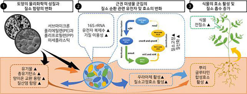 미세플라스틱 노출에 따른 질소 순환 모식도 (사진=안전성평가연구소 제공, 연합뉴스)