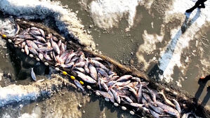 [월드리포트] 말과 사람 힘으로 낚는 '행운의 상징'…'천년 전통' 얼음 낚시