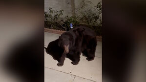 [월드리포트] 집 밑에 자리잡은 곰…뜻밖의 방법으로 퇴치 성공