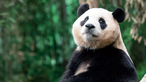 드디어 떠나는 푸바오, '판다 외교'의 명암 보여준다