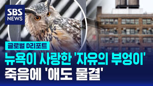 [글로벌D리포트] 뉴욕이 사랑한 '자유의 부엉이'&hellip;죽음에 '애도 물결'