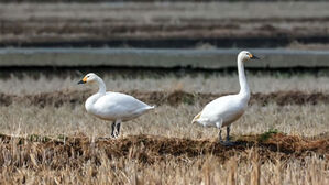 천연기념물 '고니', 울산서 처음 포착돼