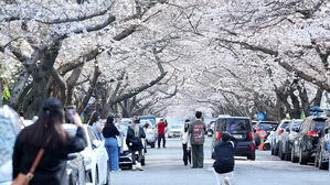 올해 벚꽃 언제 필까…'적산온도'로 예측해보니 중부는 '아직'