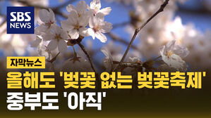 SBS NEWS 자막뉴스 올해도 벚꽃없는 벚꽃축제