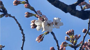 서울 벚꽃 공식 개화&hellip;평년보다 일주일 빨라