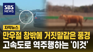 [자막뉴스] 만우절 창밖에 거짓말같은 풍경이&hellip;송아지의 도로 역주행