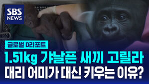 [글로벌D리포트] 새엄마 생긴 1.51kg '새끼 고릴라'