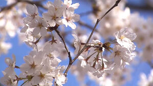 이번 주말 인천대공원서 벚꽃 축제…주차장 후불제 변경