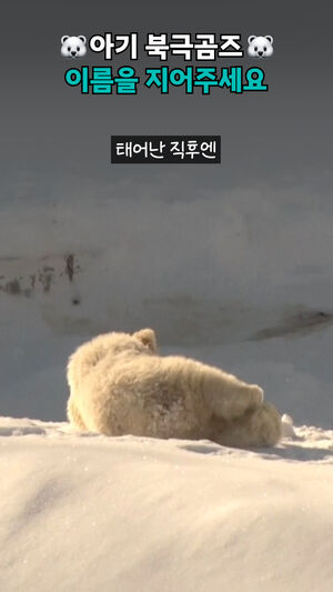 아기 북극곰즈 이름을 지어주세요