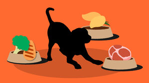 시작 전 미리 알면 더 좋은 '반려견 화식'의 장점 [스프]