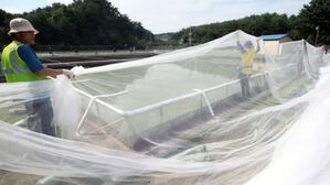 이천정수장에서 깔따구 유충 발견&hellip;환경부 "수돗물 음용 자제"