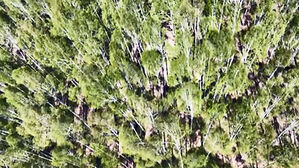 "껌 씹던 석기시대 10대 소녀"&hellip;에스토니아서 흔적 발견