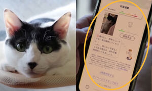 고양이 통증 감별하는 AI 앱(사진=캣츠미(CatsMe!) 앱,？FGS(Feline Grimace Scale) 홈페이지, 'CNA' 유튜브 영상 캡처)？