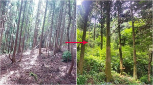 제주 거문오름 간벌 전과 간벌 후 모습 비교. (사진=제주도 세계유산본부 제공)