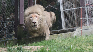 지하 방사장에 갇혀 살아온 백사자들, 바깥세상에 첫 발을 내딛다(사진=연합뉴스)