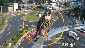 새호리기 포착 장면(사진/영상=엑스 갈무리)