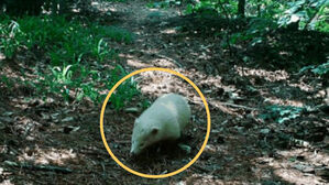 흰 오소리 포착(사진/영상=국립공원공단 지리산사무소 제공)