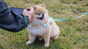 오늘부터 펫보험 가입 빡빡해진다…1년씩 재가입·자기부담률↑