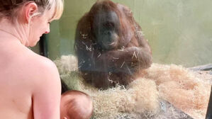 오랑우탄에게 모유수유하는 모습 보여주는 자원봉사자. (사진=가디언 홈페이지 캡처)