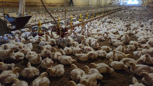 브라질 "AI 비상사태 종료&hellip;한국 등에 닭고기 수출 재개 기대"