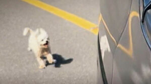 달리는 차 따라 전력질주…유기견 맞이한 사연