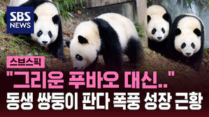 [스브스픽] 가을 날씨 만끽한 에버랜드 쌍둥이 판다…"언제 이렇게 컸어?"