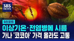 [D리포트] 이상기온&middot;전염병 시름하는 가나 '코코아'&hellip;가격 올라도 '고통'