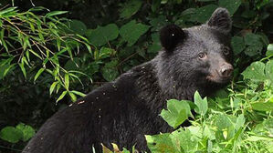 일본 도심 슈퍼마켓 습격한 곰 이틀 만에 포획…종업원 머리 부상