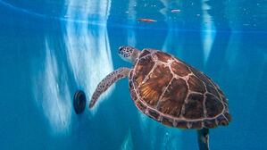 필리핀서 바다거북 먹고 식중독…3명 사망·32명 입원