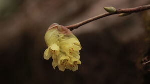지리산 구룡계곡에 핀 히어리(사진=지리산전북사무소 제공, 연합뉴스)