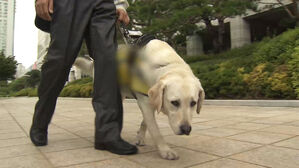 청각장애인 돕는 작은 개, 보조견입니다…식당 출입 막으면 불법
