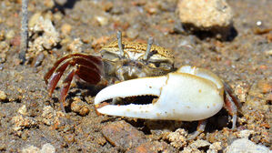 인천경제청 "멸종위기 흰발농게 포획&middot;이주 보류"&hellip;현장 조사 추가 실시