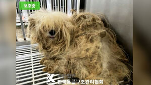 강남 한복판서 강아지 집단 유기…"처참" 상태 어땠길래
