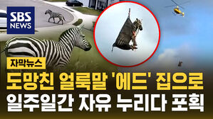 [자막뉴스] 도망친 얼룩말 '에드', 일주일 넘게 자유 누리다 포획&hellip;"이젠 집으로"
