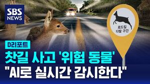 [D리포트] 찻길 사고 '위험 동물'&hellip;"AI로 실시간 감시한다"