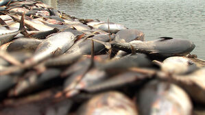 태평양 참치 속 수은 어디서 왔나&hellip;아시아 공장 굴뚝이 원인