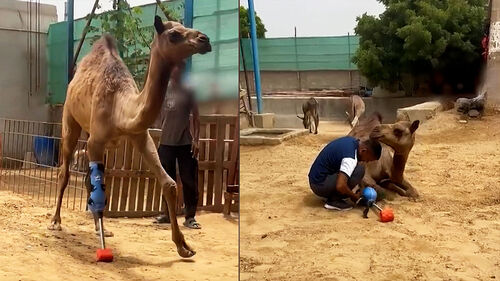 밭 망쳤다고 다리 잘렸는데…의족으로 다시 '우뚝' 섰다