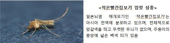 작은빨간집모기