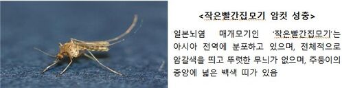 작은빨간집모기