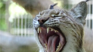 "맹수 먹이러 반려동물 기부하세요"…덴마크 동물원, 기부 요청 논란