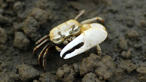 송도 워터프런트 개발구역 멸종위기종 흰발농게 6천 마리 더 발견